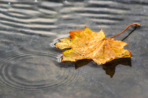 istock autumn background yellow maple leaf in gray water puddles outdoors closeup 1178594703