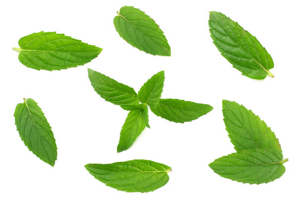 istock Fresh mint leaves isolated on white background 1178595454