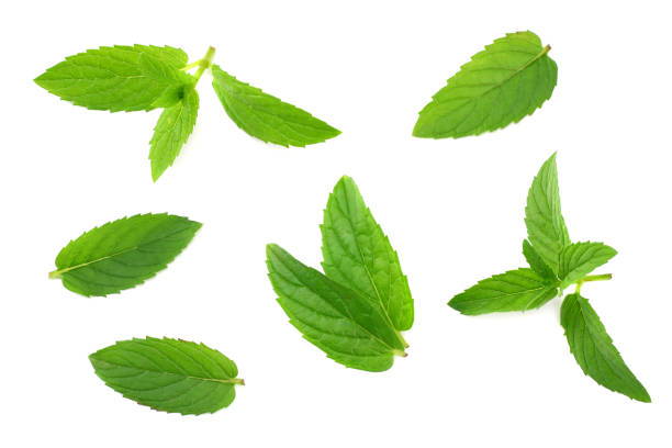 istock Fresh mint leaves isolated on white background 1178595455