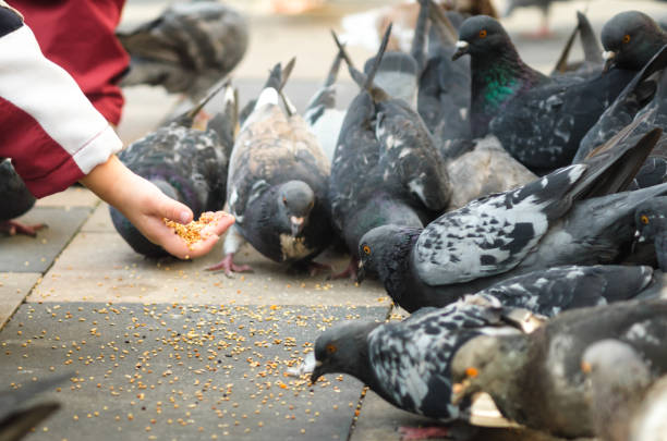istock children feed pigeons birds close up 1178595516