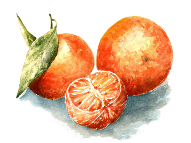 оранжевые фрукты с зелеными листьями изолированы на белом фоне. - isolated on white orange juice ripe leaf stock illustrations