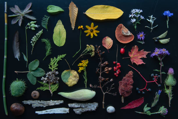 istock Aerial rainbow of wild objects 1178596893