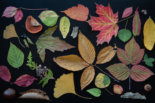 istock Aerial autumn nature object collage 1178596896