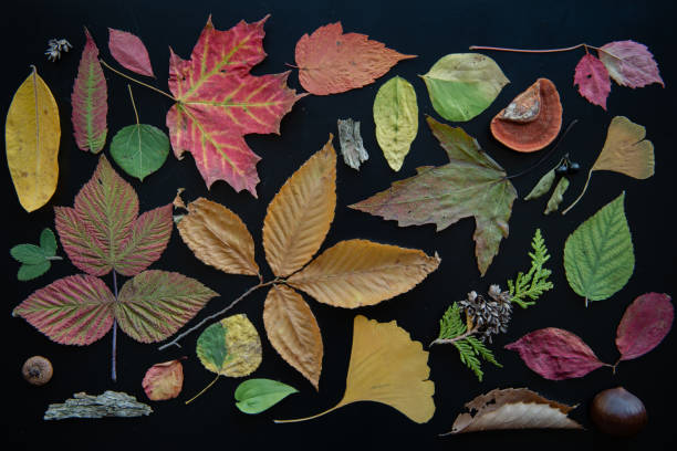 istock Aerial autumn nature object collage 1178596910
