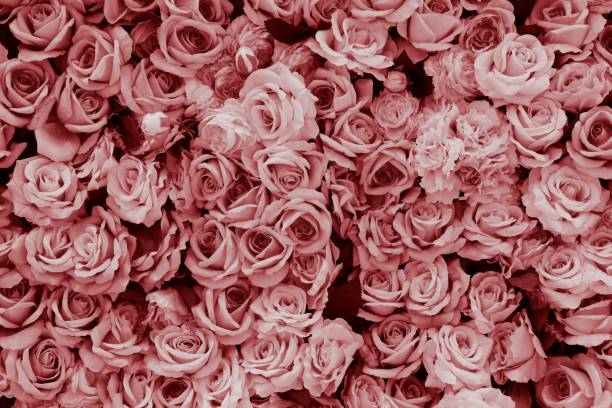 Pink Rose image Close up image of rose bed of roses stock pictures, royalty-free photos & images