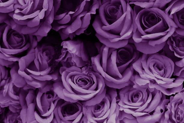 紫のバラの画像 - タケノコ白菜 ストックフォトと画像