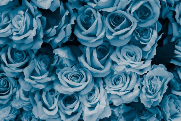 голубая роза изображение - vibrant color valentines day weddings flowers стоковые фото и изображения