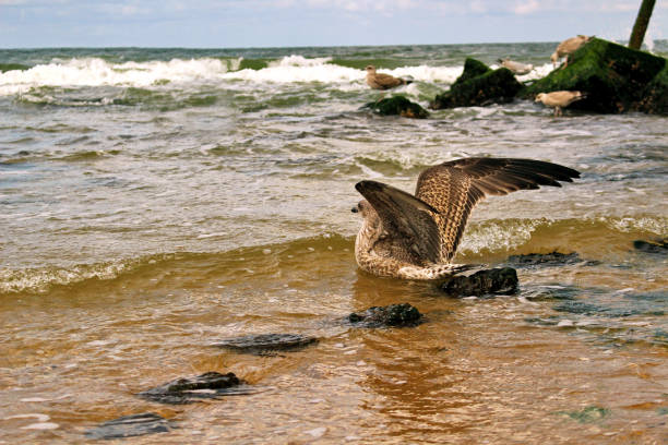 Seagull with outstretched wings in the sea waves