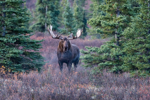 istock Bull Moose in Denali National Park 1178598189