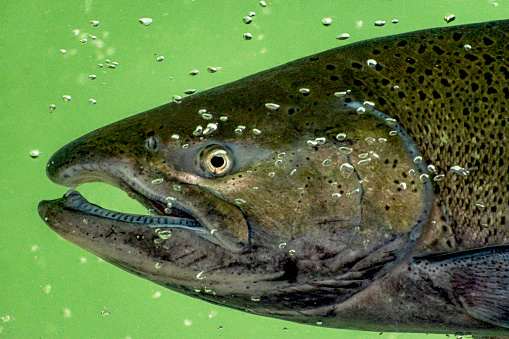 Close Up of a California Chinook Salmon