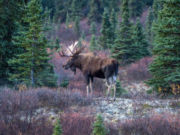OLYMPUS DIGITAL CAMERAThe moose or elk, Alces alces, is a member of the New World deer subfamily and is the largest and heaviest extant species in the deer family. Moose are distinguished by the broad, palmate antlers of the males; other members of the deer family have antlers with a dendritic configuration.