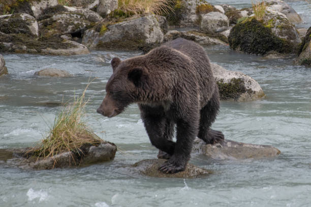 istock Brown bear walking to next fishing spot. 1178601989