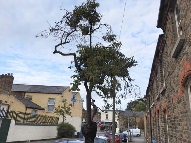 Unusual shaped tree 26th September 2019, Dublin, Ireland. Unusual shaped street pavement  tree in Stoneybatter area of Dublin city. misshaped stock pictures, royalty-free photos & images