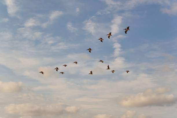 istock Brown Pelicans in V Formation Migrating 1178603491
