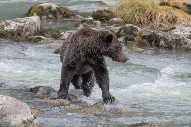 istock Brown bear strikes a nice pose as he looks for a salmon 1178603741