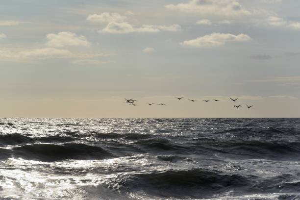 istock Brown Pelicans Over Slate Colored Ocean 1178603840