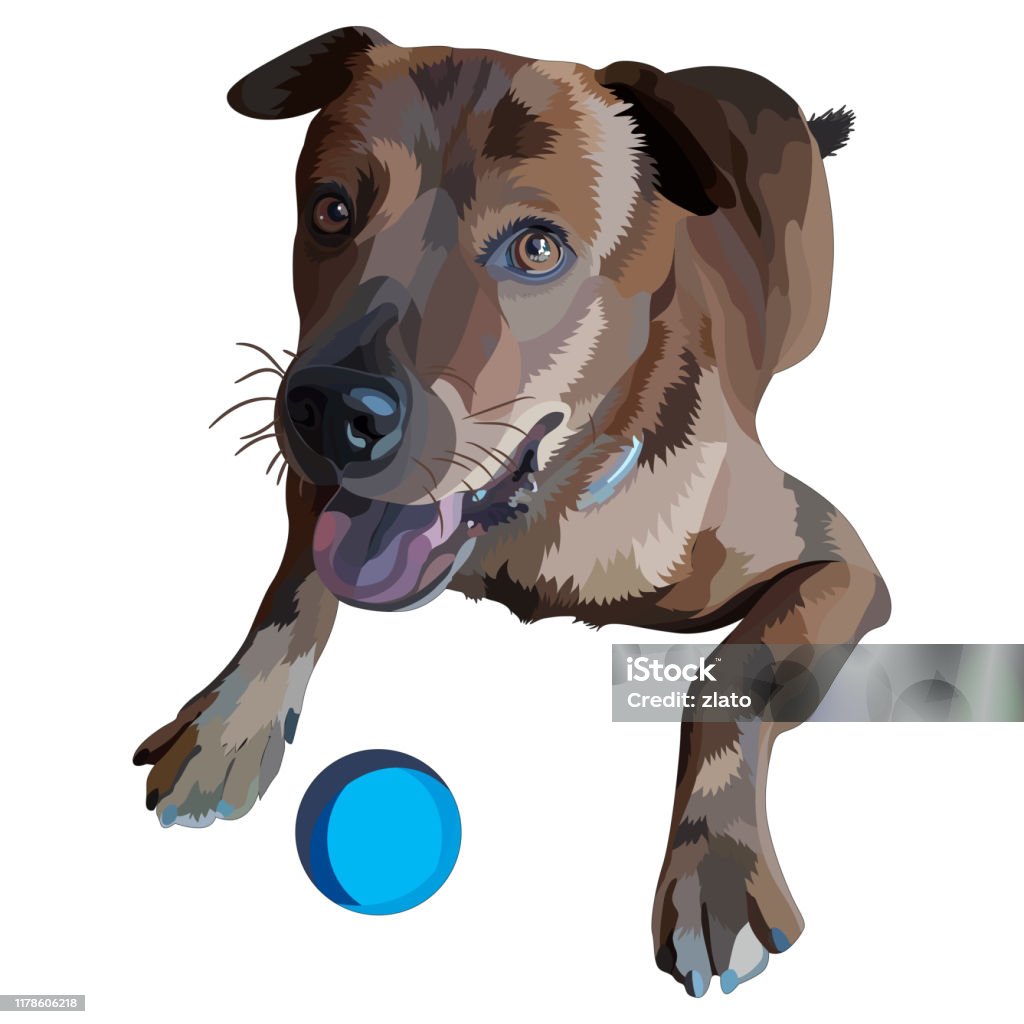 Illustration des Hundes. Plott Hound - Lizenzfrei Apportierhund Vektorgrafik