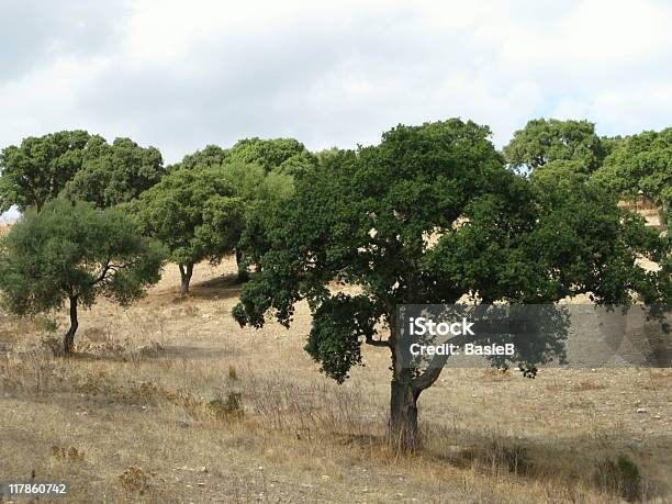 Cork Eichen Stockfoto und mehr Bilder von Baum - Baum, Baumrinde, Eiche