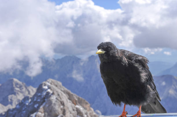 istock Zugspitze Summit in Garmisch-Partenkirchen, Germany 1178607478