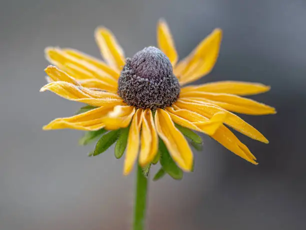 Rudbeckia hirta, commonly called black-eyed Susan, is a North American flowering plant in the sunflower family, native to Eastern and Central North America and naturalized in the Western part of the continent as well as in China.
