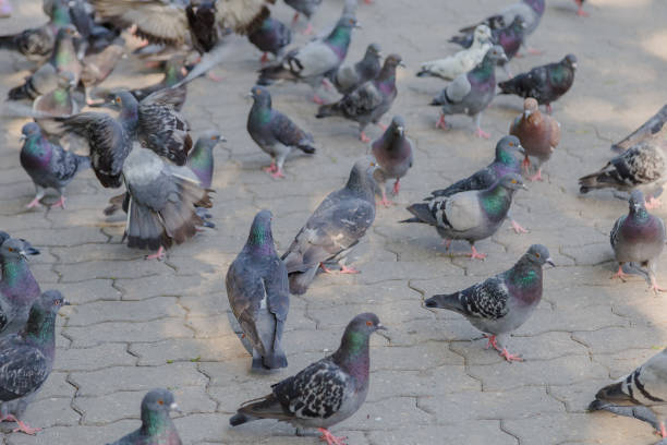 istock Gray pigeons on the pavement in the park 1178607954