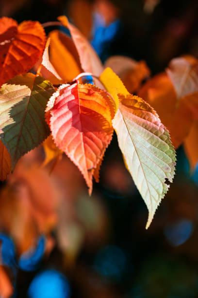 Close-up of yellow autumnal leaves stock photo
