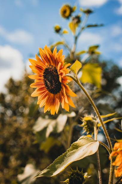 Sunflowers with bokeh stock photo