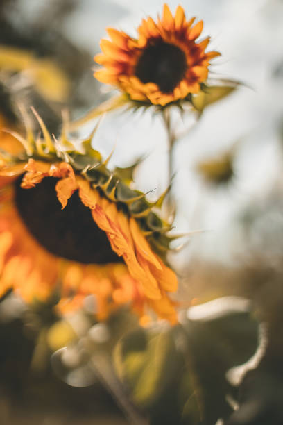 Sunflowers with bokeh stock photo