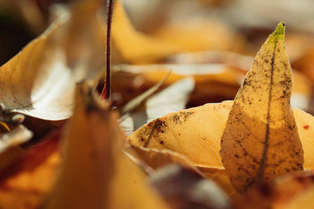 Close-up of yellow autumnal leaves stock photo