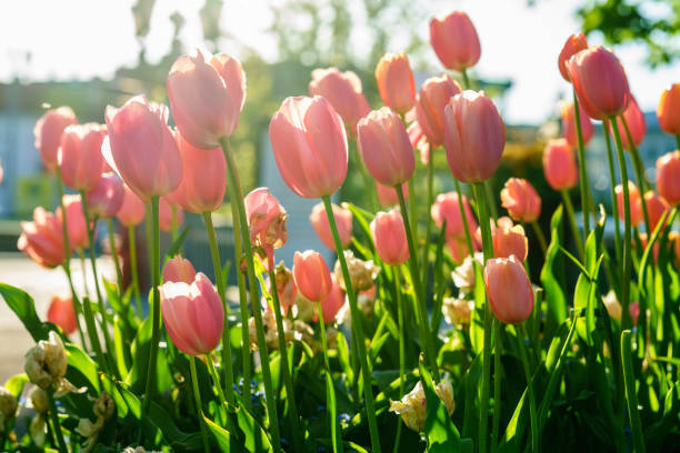 istock Fresh red tulips flowers on a sunny garden 1178609457