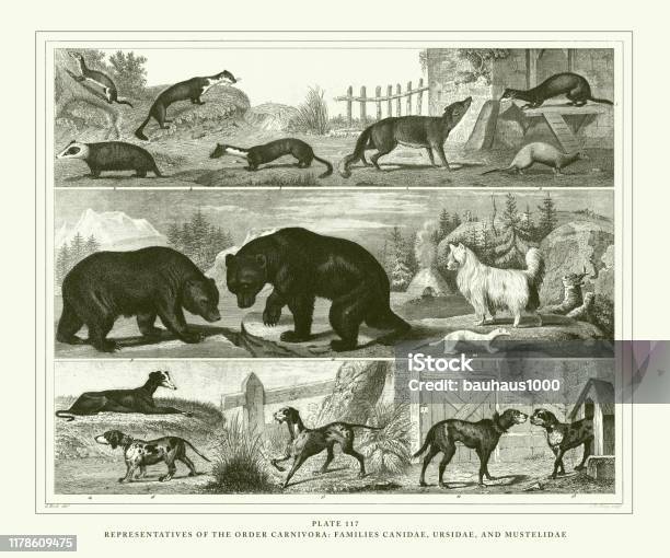 Engraved Antique Representatives Of The Order Carnivora Families Canidae  Ursidae And Mustelidae Engraving Antique Illustration Published 1851 Stock  Illustration - Download Image Now - iStock