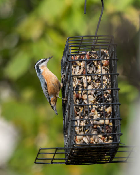 istock Red-breasted Nuthatch at the Bird Feeder 1178610850