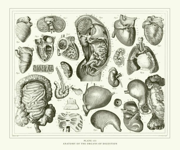 illustrations, cliparts, dessins animés et icônes de gravure antique, anatomie des orgues de digestion gravure illustration antique, publié 1851 - engraved image engraving liver drawing