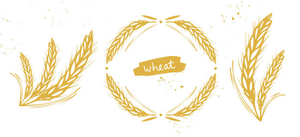 밀, 보리, 호밀 곡물 - barley grass wheat isolated stock illustrations