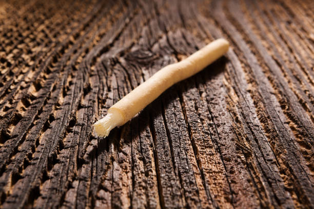 istock Traditional natural toothbrush Miswak or Siwak. 1178611969