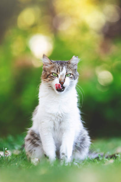 istock Cute cat under sunshine at park 1178612060
