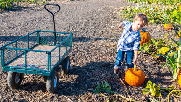 istock Child boy picking up a big pumpkin 1178612198