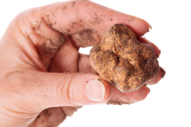 istock White truffle isolated in female hand. 1178612232