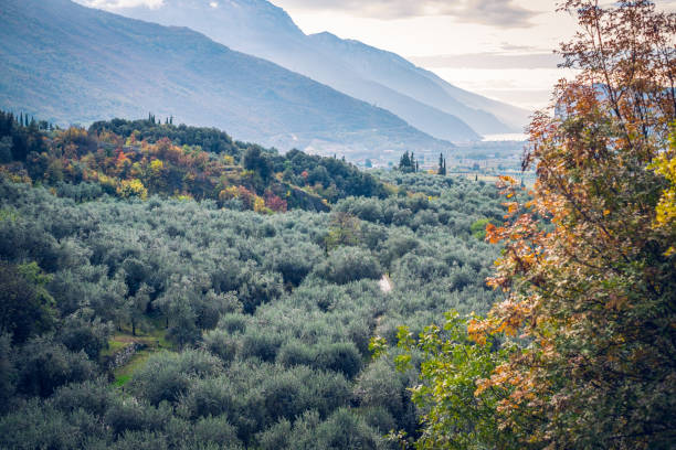 Arco, Italy. Autumn colors.
