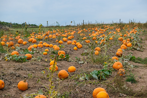 wide view of a pumpkin farm