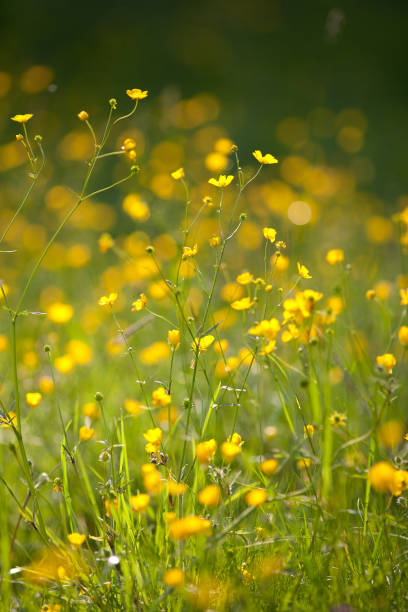 istock Ranunculus, buttercup water crowfoot plant 1178615387