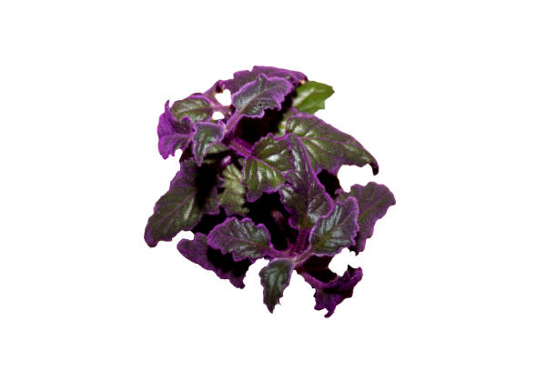 istock Indoor Plant gynura with violet laves (gynura scandens) 1178615452