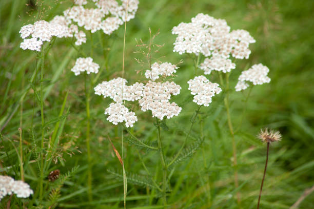 istock Achillea millefolium, common yarrow plant in meadow 1178615520