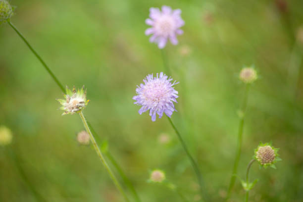 wild chives (Allium schoenoprasum) in meadow wild chives (Allium schoenoprasum) in meadow schnittlauch stock pictures, royalty-free photos & images