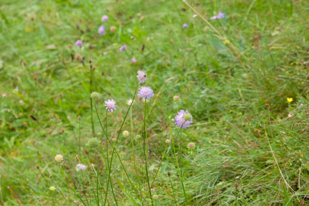 wild chives (Allium schoenoprasum) in meadow wild chives (Allium schoenoprasum) in meadow schnittlauch stock pictures, royalty-free photos & images