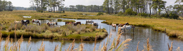 Chincoteague Ponies grazing in wetland Chincoteague ponies herd panorama in Assateague Island National Seashore. assateague island national seashore photos stock pictures, royalty-free photos & images