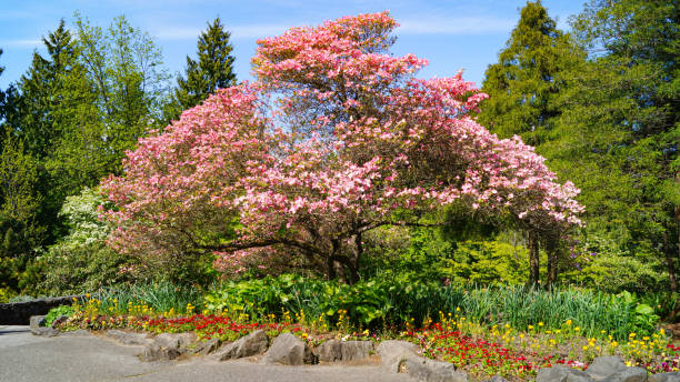 istock Queen Elizabeth Park, British Columbia 1178616507