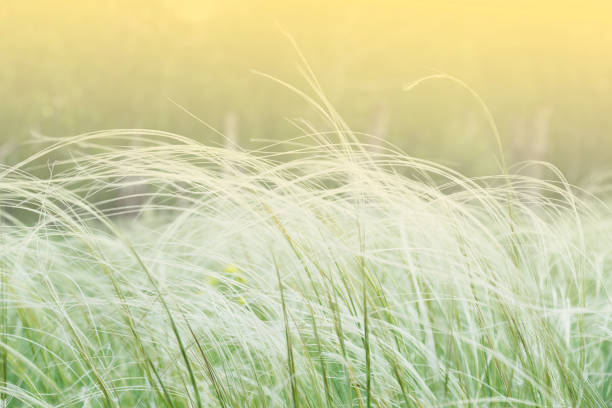 plan rapproché blanc d'herbe de plume, pointe de tiges dans un domaine vert. journée chaude d'été, herbe verte. - air needle photos et images de collection