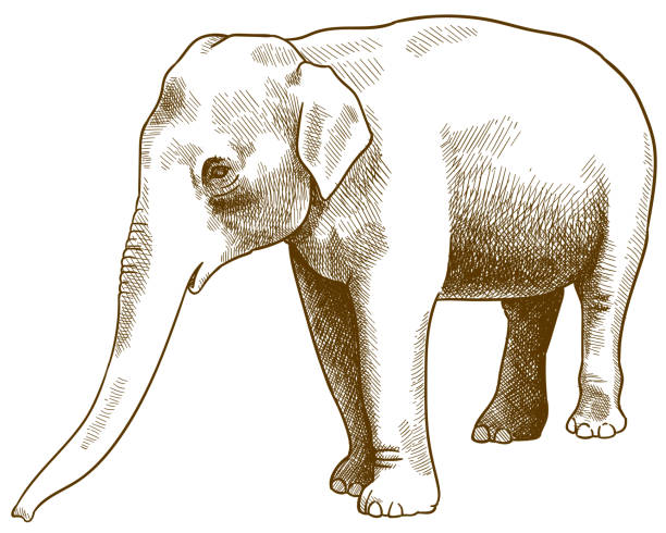 953 Asian Elephant Illustrations & Clip Art - iStock | Wild asian elephant,  Baby asian elephant, Asian elephant calf