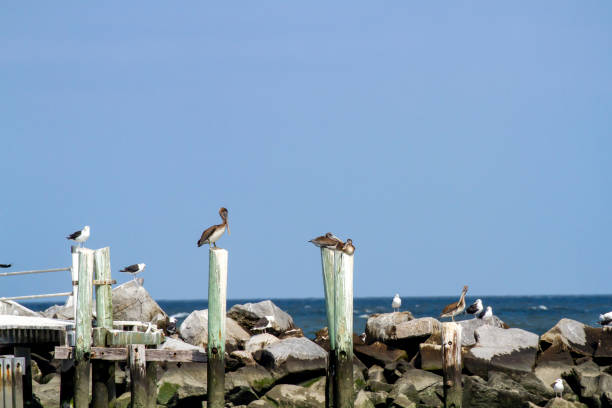 istock Pelicans and gulls on pier at Brandywine Shoal Lighthouse 1178616942